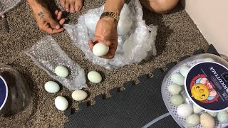 Triocottage Araucana eggs First time dry hatch part 1 [upl. by Aronek]