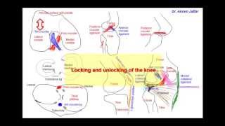 Anatomy of the knee joint simplified sketches [upl. by Baten]