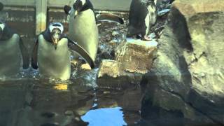 Les manchots du Biodôme  Biodôme’s penguins [upl. by Eizzo]