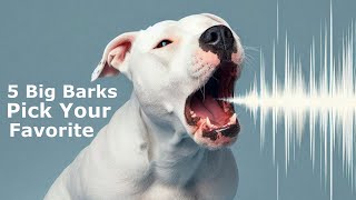 PITBULL BARKING  PITBULL BARKING SOUND  PITBULL BARKING AGGRESSIVELY [upl. by Meeks525]