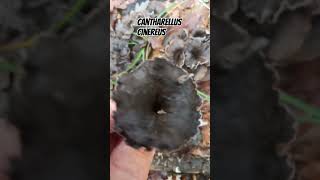 CANTHARELlS cinereus mushroom nature fungi Uno dei funghi più buoni mai sentiti [upl. by Wells]