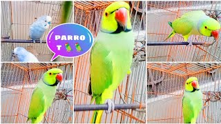 Ringneck Parrot Talking Mitthu Mitthu 16 2024 [upl. by Tiffani]