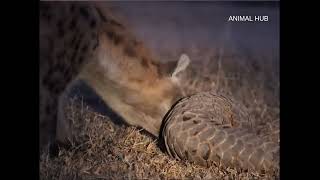 The pangolins defense is so strong that it almost makes the lion hyena bite its teeth [upl. by Nyrrek]