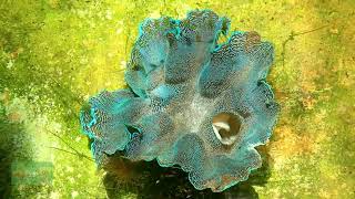 The Incredible Truth About Giant Clams  Divine Designs [upl. by Epul729]