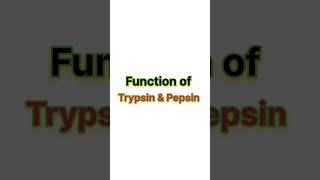 Function of trypsin amp pepsin ✨ neet neet2025 biology aiims [upl. by Rengia]