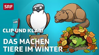 Was machen Tiere im Winter  SRF Kids – Clip und klar  Für Kinder erklärt [upl. by Nosrettap]