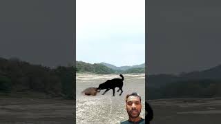 Dog vs honey badger 😲 animals [upl. by Buskus]