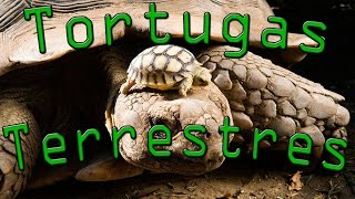 ⏱️ Tortugas Terrestres  En 1 minuto [upl. by Hillyer947]