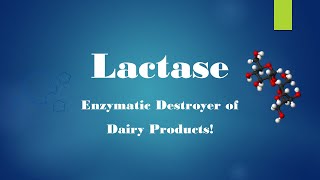 Lactase Enzyme [upl. by Nai553]