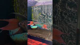 I Spent 500 On Gourami Fish how to care paradise gourami shorts gourami aquarium breeding [upl. by Loram707]