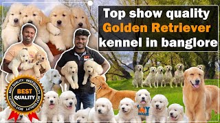 Top show quality golden retriever kennel in Bangalore  Happy golden dream kennel  MyBazaar [upl. by Lucita]