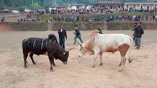 Tliah Barato 🆚Lieh Saba iadaw masi bullfighting Hap rein original u Tliah😞 [upl. by Sharona919]