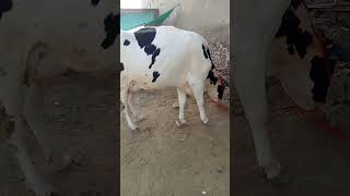 Hf top quality heifer 4teeth milking capacity 30 liter [upl. by Ernesto60]