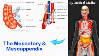 The Mesentery and Mesoappendix  Attachments and Contents  Medical Medics [upl. by Haas268]