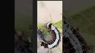 A larva consumed mulberry leaf  Morus alba [upl. by Nolrev]