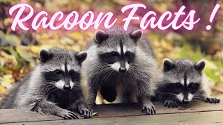 invideo ai 1080 10 Fascinating Facts About Raccoons You 2024 11 08 [upl. by Onitnas509]