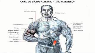 Como Hacer Ejercicios Para Biceps [upl. by Nnad]