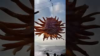 octopus fish fishing travel ocean oceanmysteries fishingdiscoveries funny lioncubs babyani [upl. by Netram]