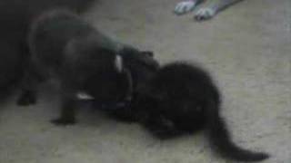 Tiny kitten plays with raccoon Outlaw and Italian Greyhounds [upl. by Yrrak392]