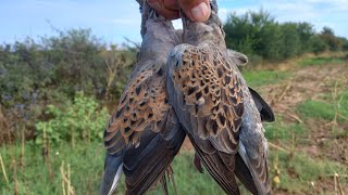 SORTİ GEÇİŞLERÜVEYİKLER BANA ÇARPACAKTI2 av günüDove hunt caza de palomas caccia alla colomba [upl. by O'Carroll]