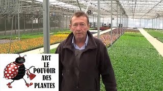 chaine de jardinComment faire un Semis de pâquerettes plante bisannuelle [upl. by Milinda58]