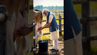 When Narendra Modi gets milk from cows Narendra Modi farming animatedcartoon [upl. by Treat]