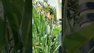 Bird of Paradise Plant youtubeshorts plantlover gardening birdofparadise [upl. by Okimat]