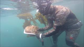 Red Triangle Spearfishing Trophy abalone diving the Mendocino coast [upl. by Goodkin]