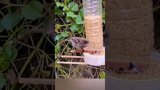 Diy Bird feeder  How to make easy diy bird feeder shorts [upl. by Atteuqahc573]