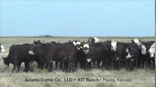 Adams Cattle Co 100 Blk Baldy Comml Hfrs [upl. by Perkins]