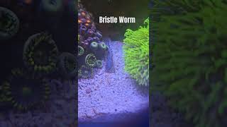 bristle worm coming out to play bristleworm aquarium coraltank zoanthids reef [upl. by Riorsson]