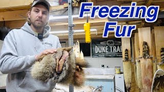 How To Freeze Fur Fur Handling Tips [upl. by Lucina784]