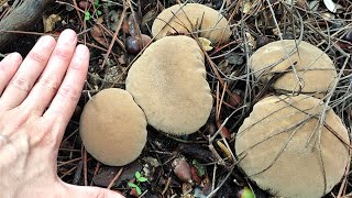 Lycoperdon perlatum o pedo de lobo un hongo curioso [upl. by Gnim]