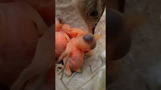 Zitting cisticola bird babies P 2 shorts [upl. by Ymac250]