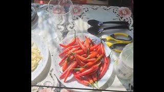 Red Chilli and Garlic Picklein mithi mithi dhup tzfoodandlife [upl. by Anilorak]