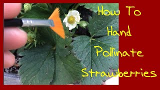 How To Hand Pollinate Strawberries 🍓  Quick Costco Haul And Recipe [upl. by Atinehs]