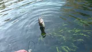 SUPER DUPER 4K TROUT FISHIN MARAMEC SPRING PARK OCTOBER 1ST 2022 [upl. by Attoynek]