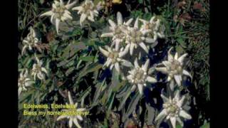 فرهاد  گل یخ Edelweiss  Farhad Gole Yakh [upl. by Seth]