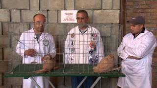 2013 NFPA National Fancy Pigeon Championship Show [upl. by Bidget]