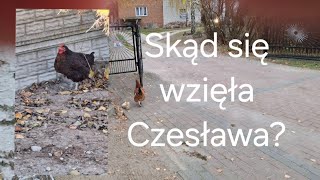 Czesława  opóźnienia mixów  kurczaki i straty w hodowli 😧🐓🦆🐔🐤🙂 [upl. by Zsamot992]