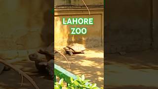 Lahore zoo part 4 minivlog lahore [upl. by Alleiram]