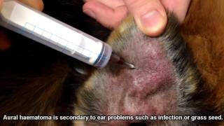 Swollen painful blood filled ear  Aural hematoma  Teneriffe Vet [upl. by Nnaylime]