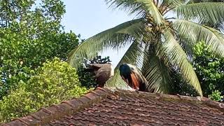 Peafowls on a roof  1 [upl. by Elia]