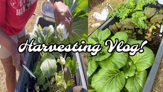 Garden Chores  Harvesting bok choy  watering amp transplanting aerogarden plants in grow bag [upl. by Delaney]