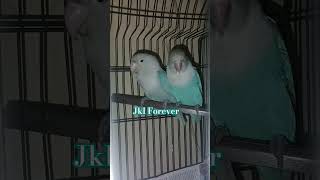 budgieslovers budgiesfam buggie bugies bugiesport budgies buggie buggies birds birdslover [upl. by Orgalim]