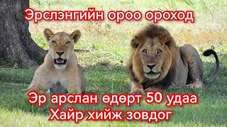 Арслангийн амьдралаар аялцгаая Гоё Түүхүүд Goy tuuhuud mongol heleer kino duu 2024 barimtat [upl. by Barbur883]