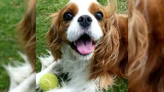 Cavalier King Charles Spaniel Avantages et inconvénients Prix Comment choisir Faits Soins [upl. by Daberath]