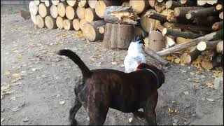 Staffordshire Bull Terrier fight [upl. by Dorinda]