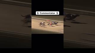 SUPER fast greyhound racing Shorts FYP GoViral Saluki DogRace [upl. by Mafalda]