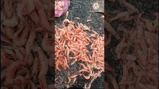 How to clean small prawns  Pune fish market shorts yt fyp ytshorts shortsindia smallfishes [upl. by Leahcam]